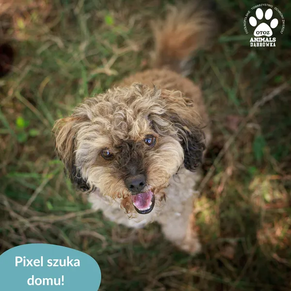 Pies do adopcji, Dąbrówka, 21 sierpnia 2024