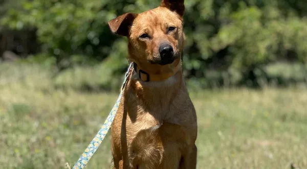 Pies do adopcji, Pieczyska, 23 sierpnia 2024 (1/5)