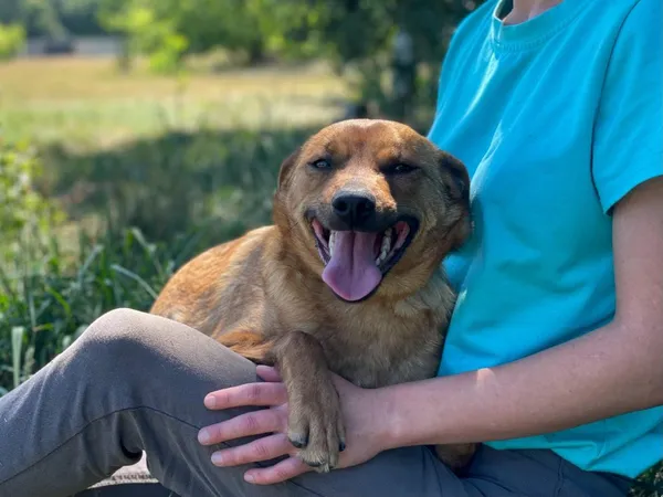 Pies do adopcji, Pieczyska, 23 sierpnia 2024 (3/5)