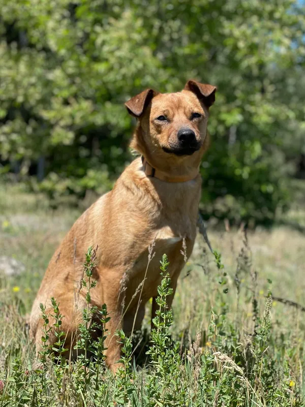 Pies do adopcji, Pieczyska, 23 sierpnia 2024 (4/5)