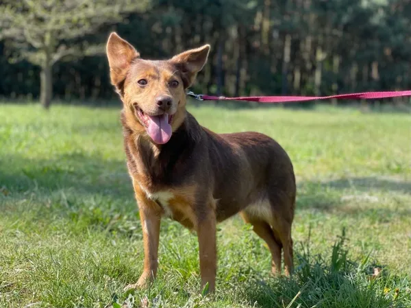 Pies do adopcji, Pieczyska, 23 sierpnia 2024 (2/5)