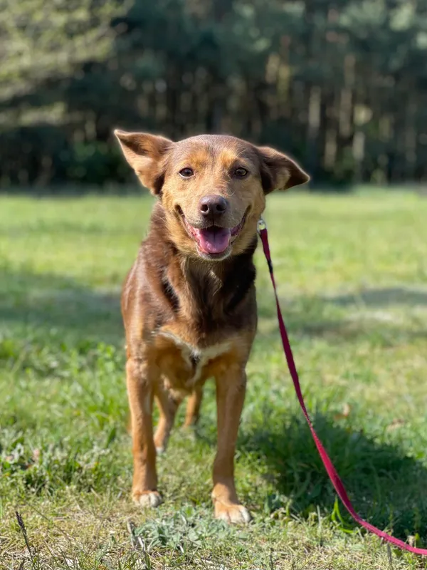 Pies do adopcji, Pieczyska, 23 sierpnia 2024 (3/5)