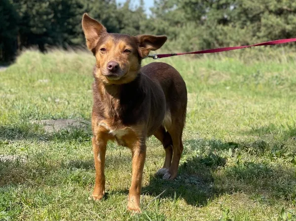 Pies do adopcji, Pieczyska, 23 sierpnia 2024 (4/5)