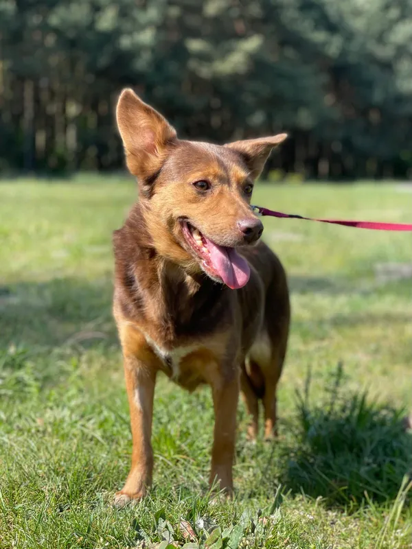 Pies do adopcji, Pieczyska, 23 sierpnia 2024 (5/5)