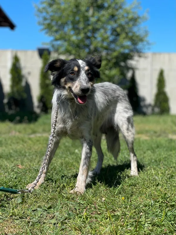 Pies do adopcji, Pieczyska, 23 sierpnia 2024 (2/5)