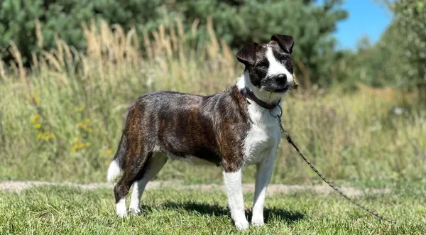 Pies do adopcji, Pieczyska, 22 sierpnia 2024 (1/5)