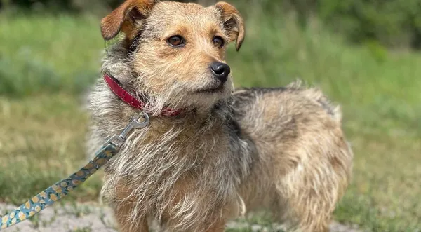 Pies do adopcji, Pieczyska, 22 sierpnia 2024 (1/5)