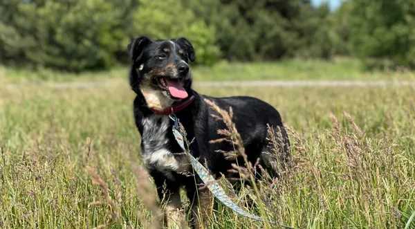 Pies do adopcji, Pieczyska, 22 sierpnia 2024 (1/5)