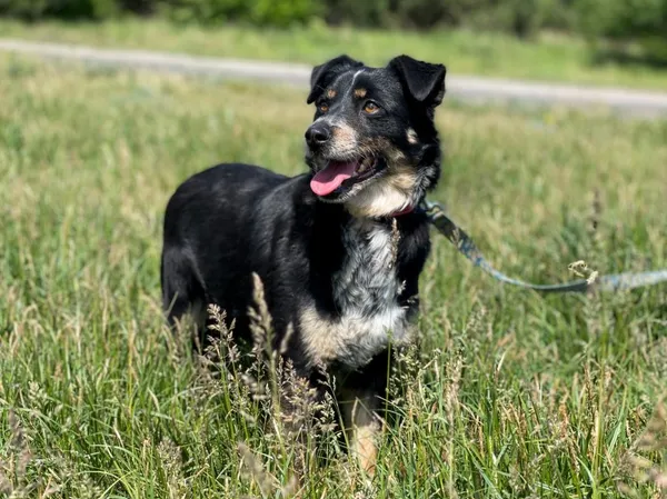 Pies do adopcji, Pieczyska, 22 sierpnia 2024 (2/5)