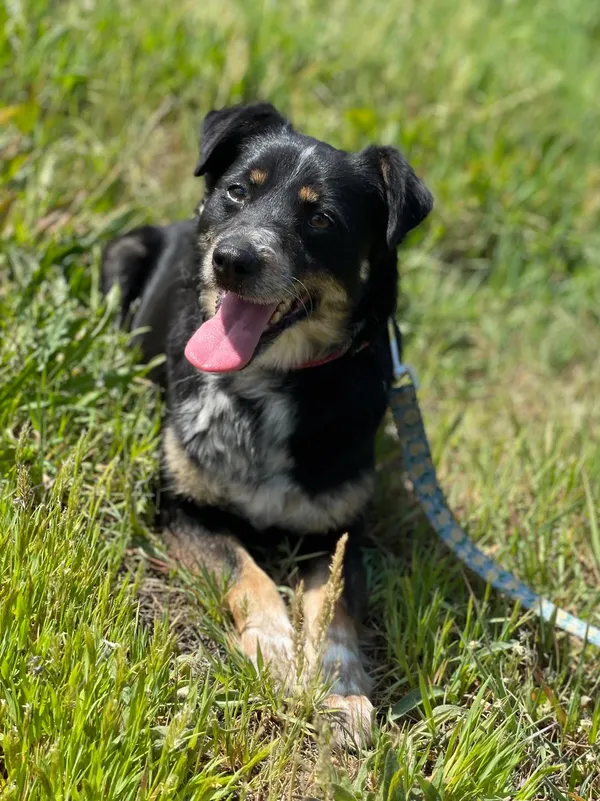 Pies do adopcji, Pieczyska, 22 sierpnia 2024 (3/5)