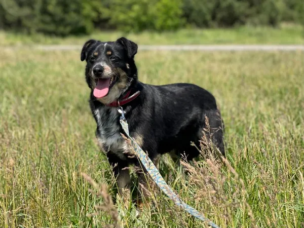 Pies do adopcji, Pieczyska, 22 sierpnia 2024 (4/5)