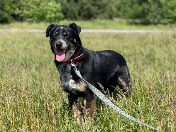 Pies do adopcji, Pieczyska, 22 sierpnia 2024 (5/5)