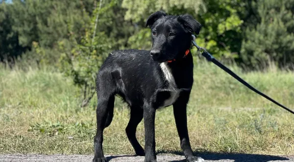 Pies do adopcji, Pieczyska, 22 sierpnia 2024 (1/5)