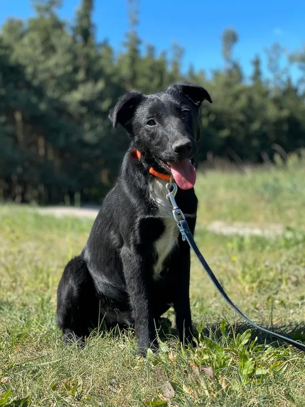 Pies do adopcji, Pieczyska, 22 sierpnia 2024 (2/5)