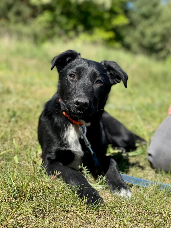 Pies do adopcji, Pieczyska, 22 sierpnia 2024 (3/5)