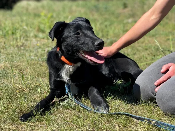 Pies do adopcji, Pieczyska, 22 sierpnia 2024 (4/5)