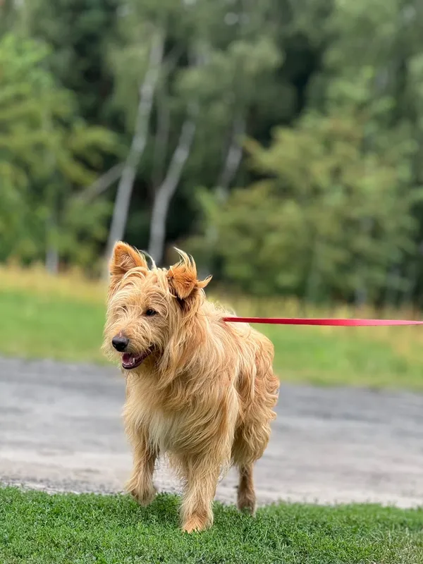 Pies do adopcji, Pieczyska, 21 sierpnia 2024 (5/5)