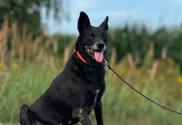 Pies do adopcji, Pieczyska, 21 sierpnia 2024 (1/5)