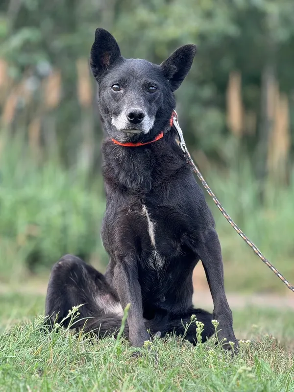 Pies do adopcji, Pieczyska, 21 sierpnia 2024 (2/5)