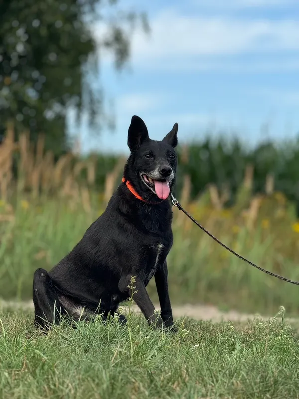 Pies do adopcji, Pieczyska, 21 sierpnia 2024 (3/5)