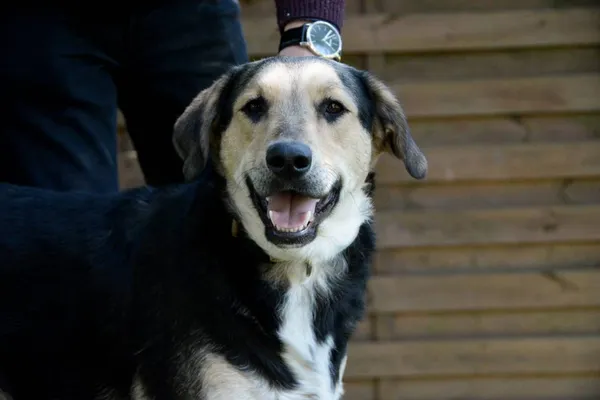 Pies do adopcji, Pionki, 23 sierpnia 2024 (2/5)