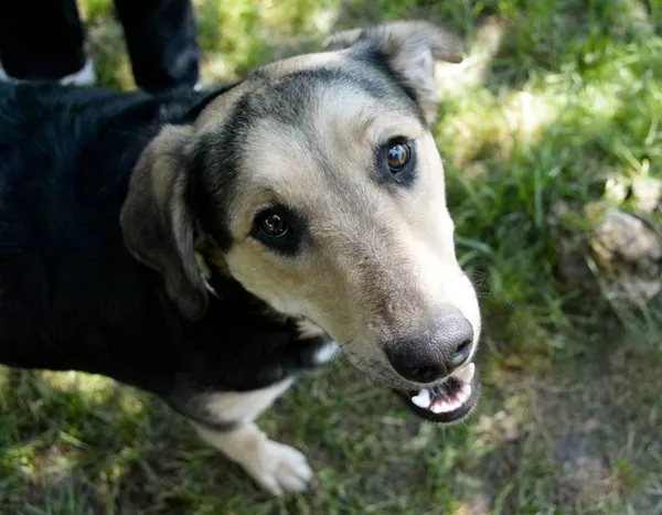 Pies do adopcji, Pionki, 23 sierpnia 2024 (5/5)