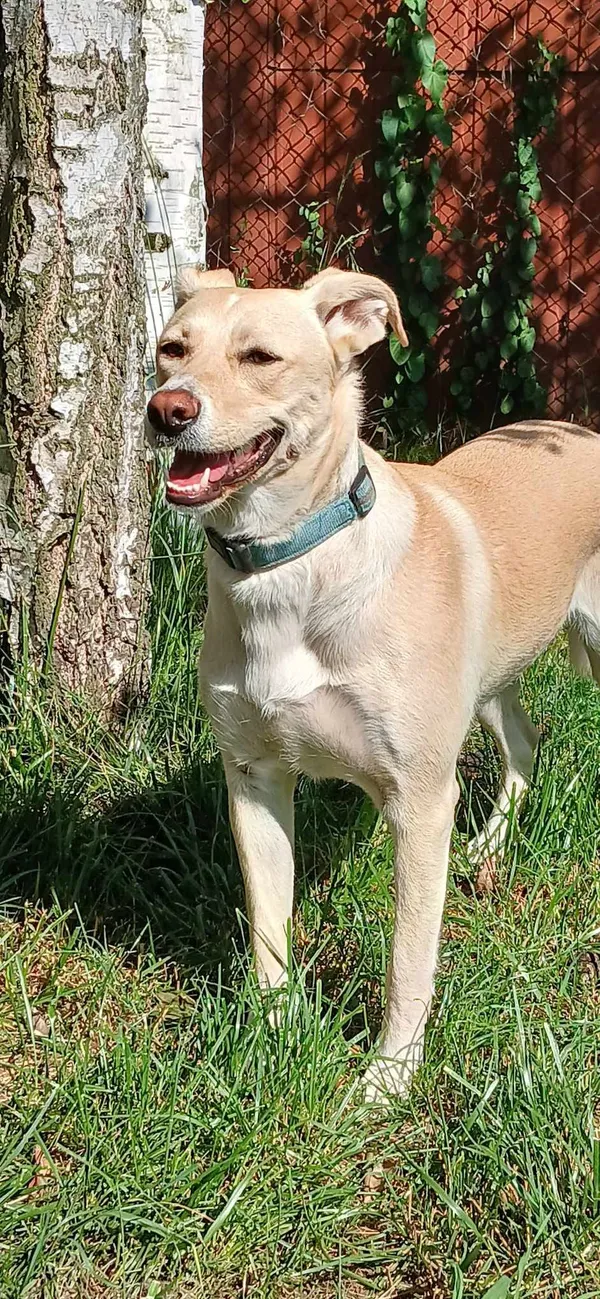 Pies do adopcji, Pionki, 23 sierpnia 2024 (1/5)