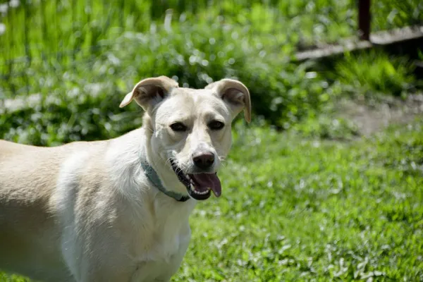 Pies do adopcji, Pionki, 23 sierpnia 2024 (2/5)