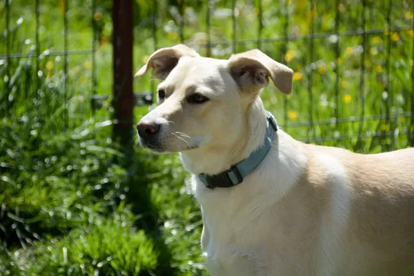 Pies do adopcji, Pionki, 23 sierpnia 2024 (3/5)