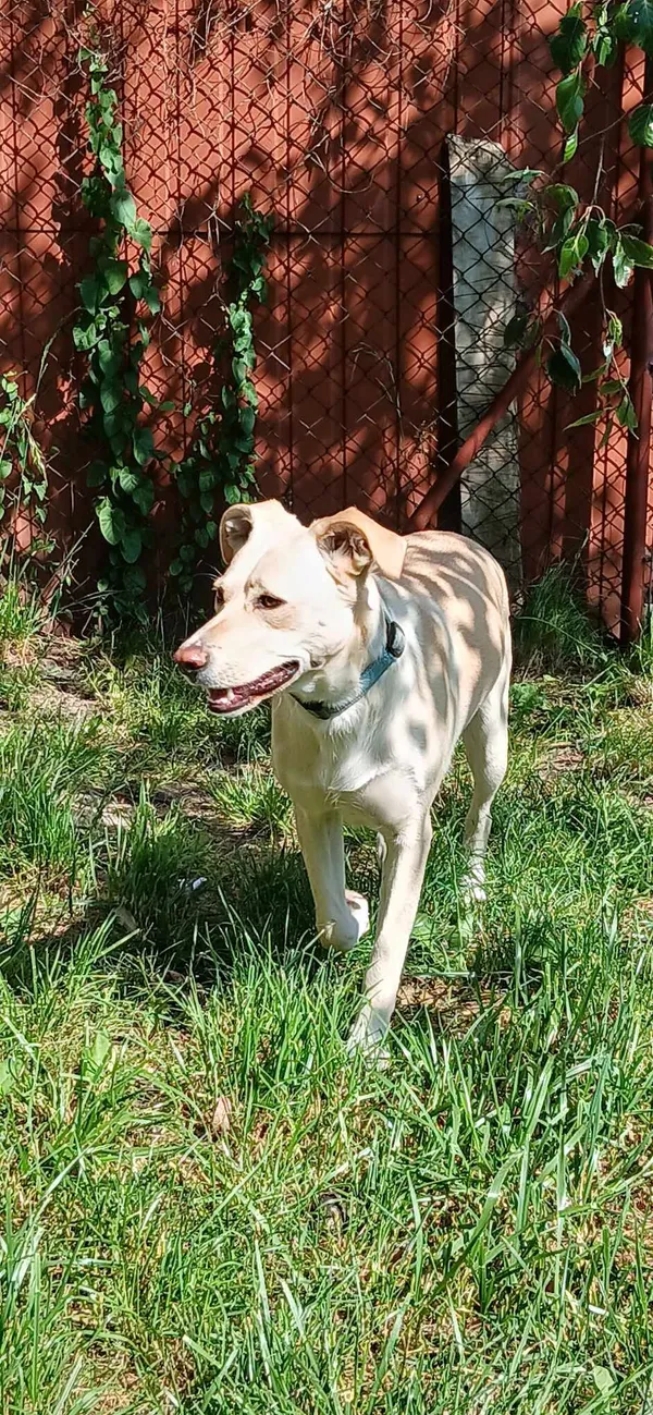 Pies do adopcji, Pionki, 23 sierpnia 2024 (5/5)