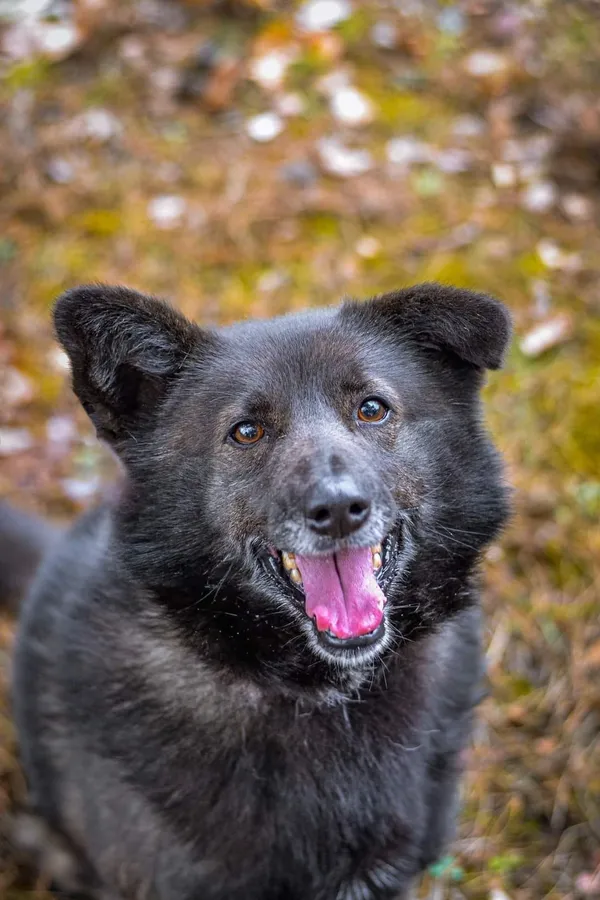 Pies do adopcji, Pionki, 23 sierpnia 2024 (1/3)