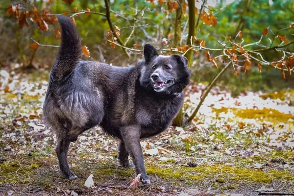 Pies do adopcji, Pionki, 23 sierpnia 2024 (2/3)