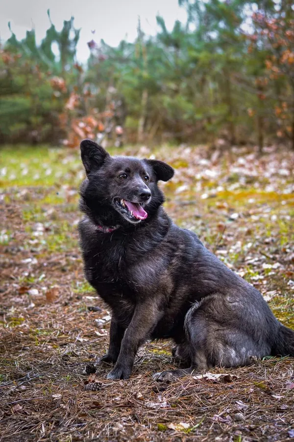 Pies do adopcji, Pionki, 23 sierpnia 2024 (3/3)