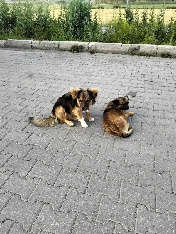 Pies do adopcji, Pionki, 23 sierpnia 2024 (2/4)