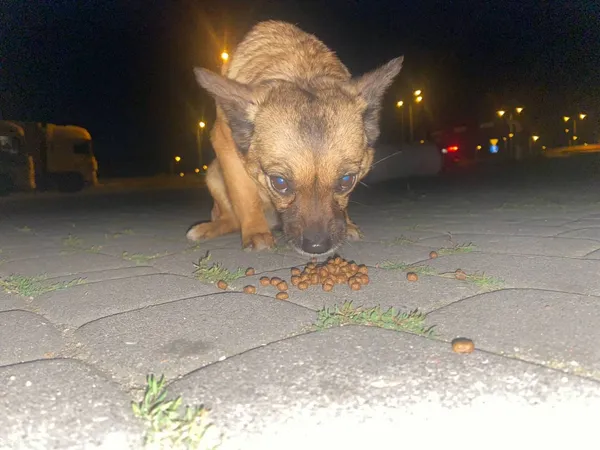 Pies do adopcji, Pionki, 23 sierpnia 2024 (3/4)