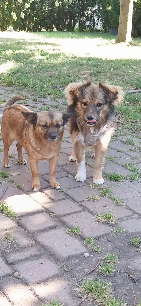 Pies do adopcji, Pionki, 23 sierpnia 2024 (4/4)