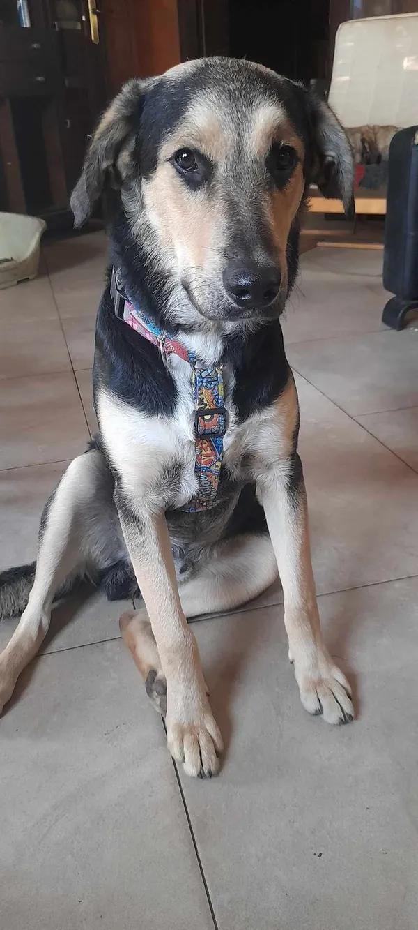 Pies do adopcji, Pionki, 23 sierpnia 2024 (1/3)