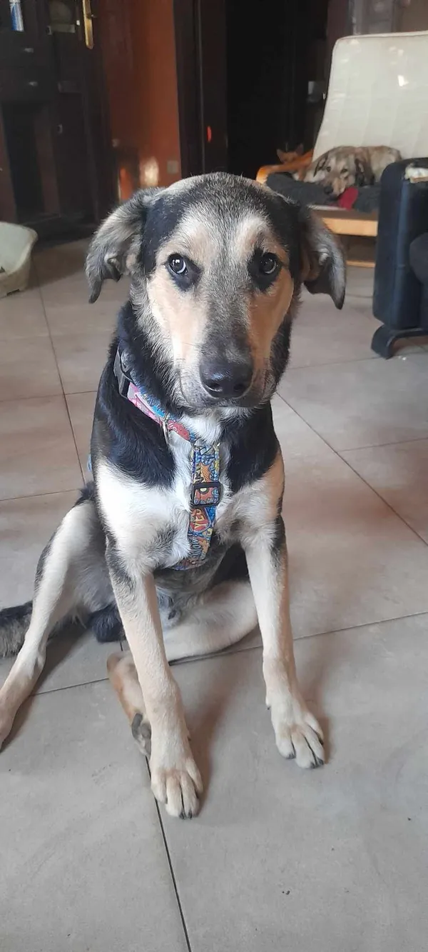 Pies do adopcji, Pionki, 23 sierpnia 2024 (2/3)