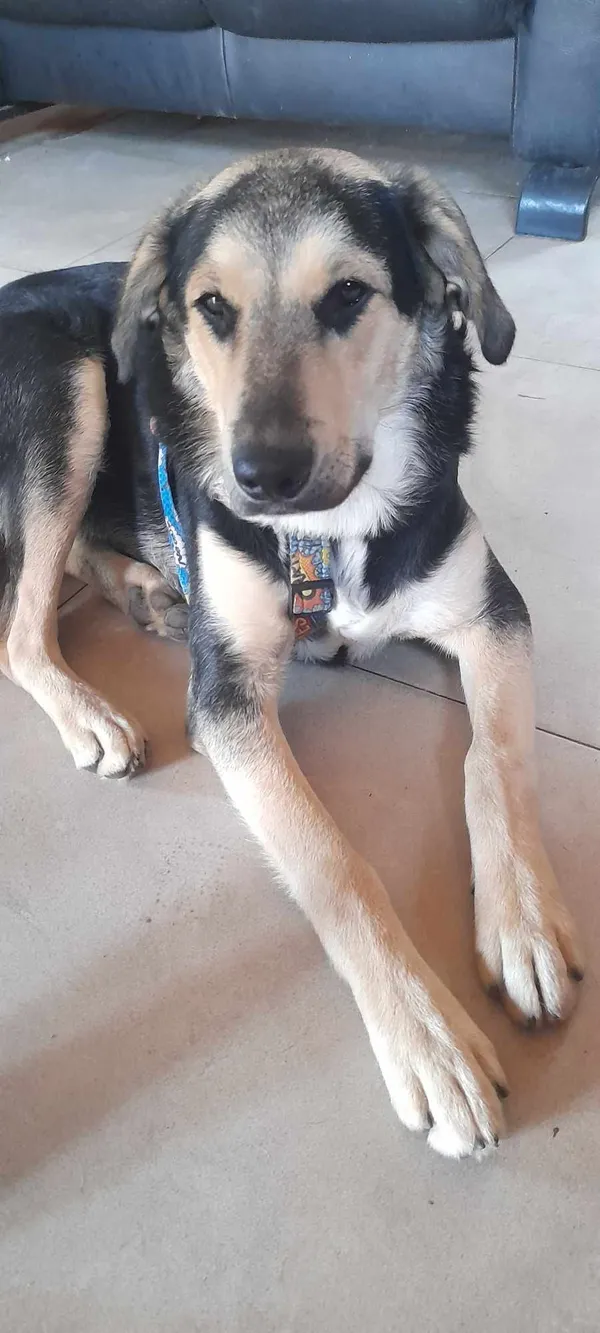 Pies do adopcji, Pionki, 23 sierpnia 2024 (3/3)