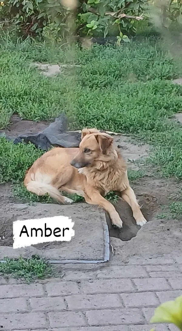 Pies do adopcji, Pionki, 23 sierpnia 2024 (1/5)