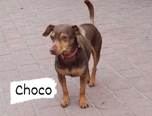 Pies do adopcji, Pionki, 23 sierpnia 2024 (3/5)