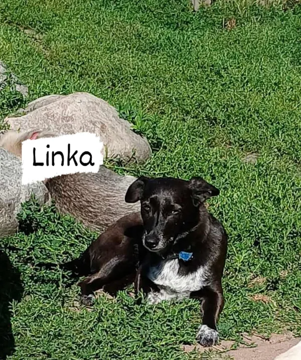 Pies do adopcji, Pionki, 23 sierpnia 2024 (5/5)