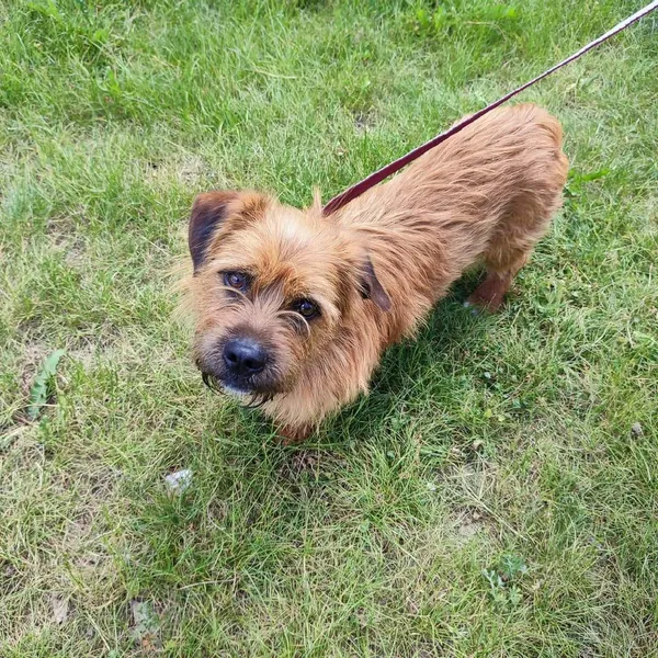 Pies do adopcji, Pionki, 23 sierpnia 2024 (3/4)