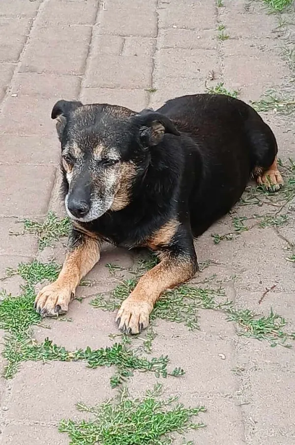 Pies do adopcji, Pionki, 23 sierpnia 2024 (1/4)