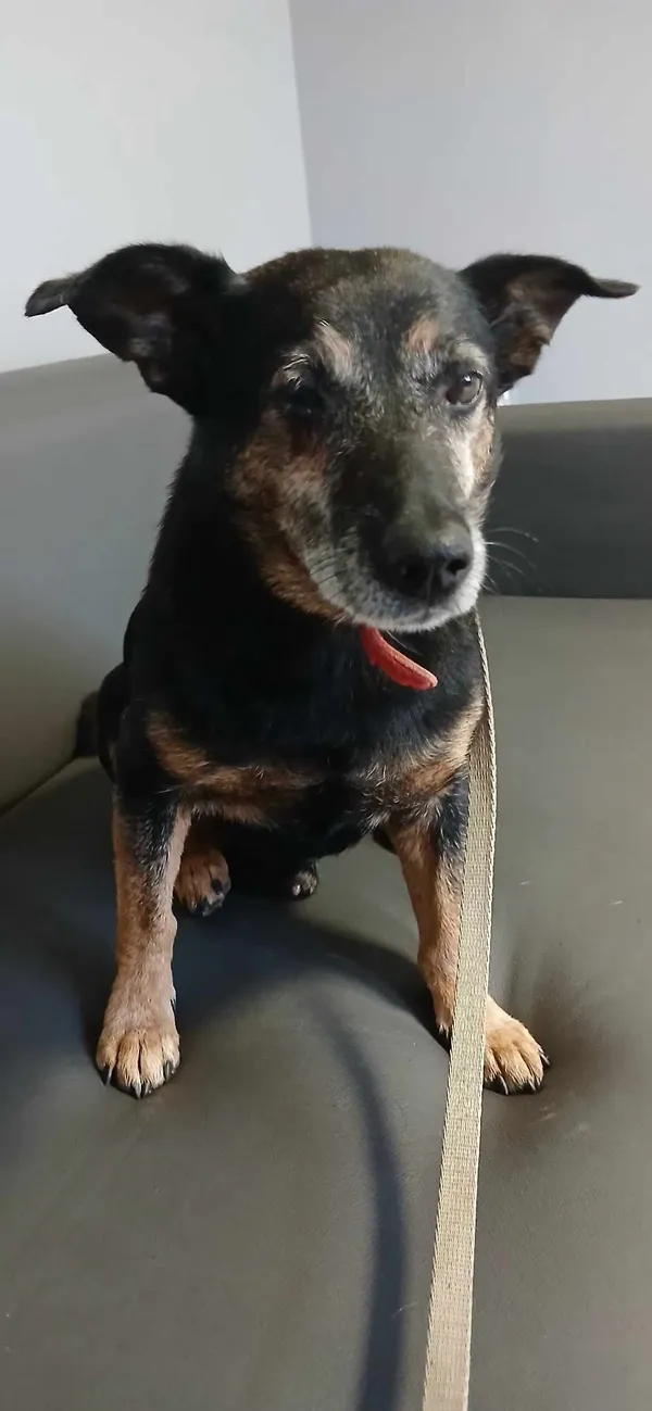 Pies do adopcji, Pionki, 23 sierpnia 2024 (3/4)