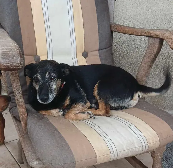 Pies do adopcji, Pionki, 23 sierpnia 2024 (4/4)