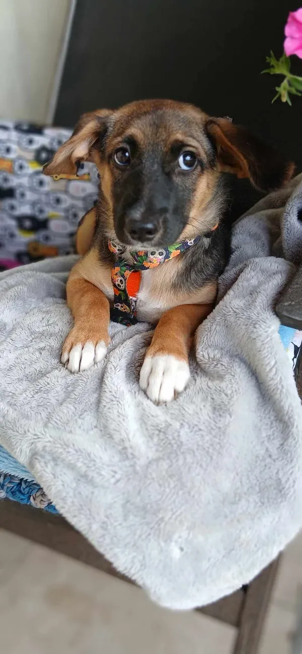 Pies do adopcji, Pionki, 23 sierpnia 2024 (2/5)