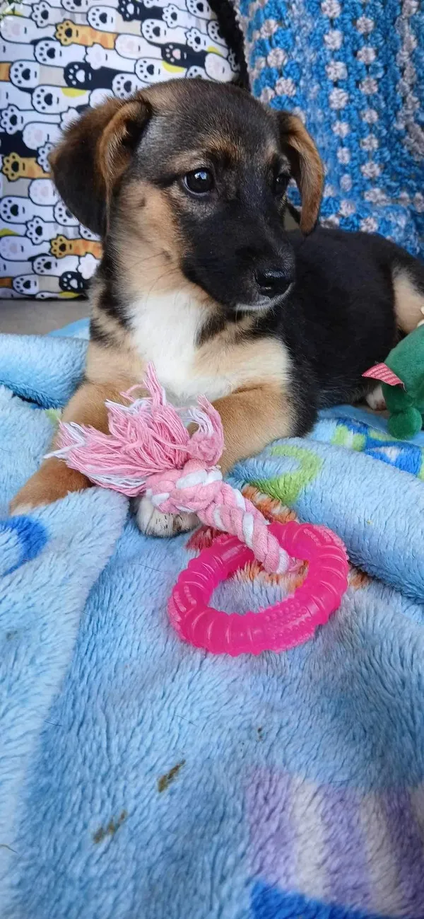 Pies do adopcji, Pionki, 23 sierpnia 2024 (4/5)