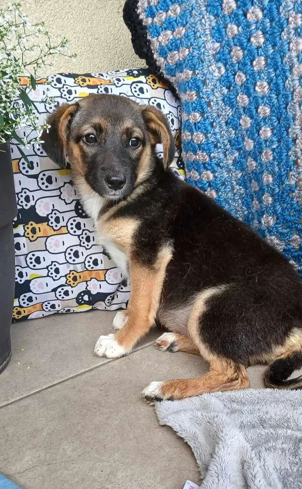 Pies do adopcji, Pionki, 23 sierpnia 2024 (5/5)