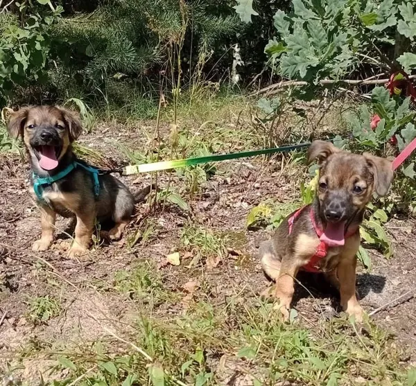 Pies do adopcji, Pionki, 23 sierpnia 2024 (2/4)